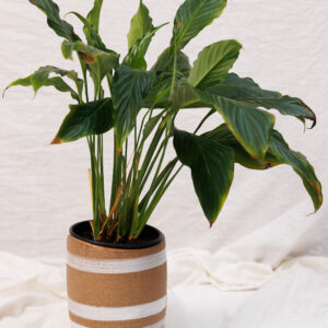 Vaso Cerâmica Listras